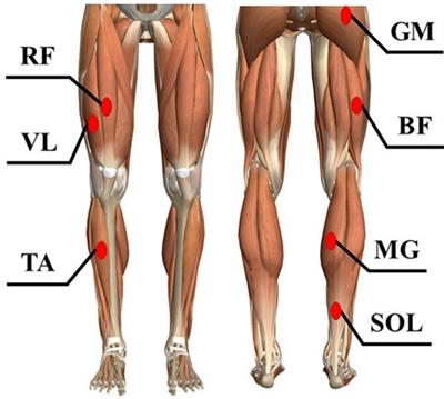 Ground reaction force and electromyograms of lower limb muscles during fast walking